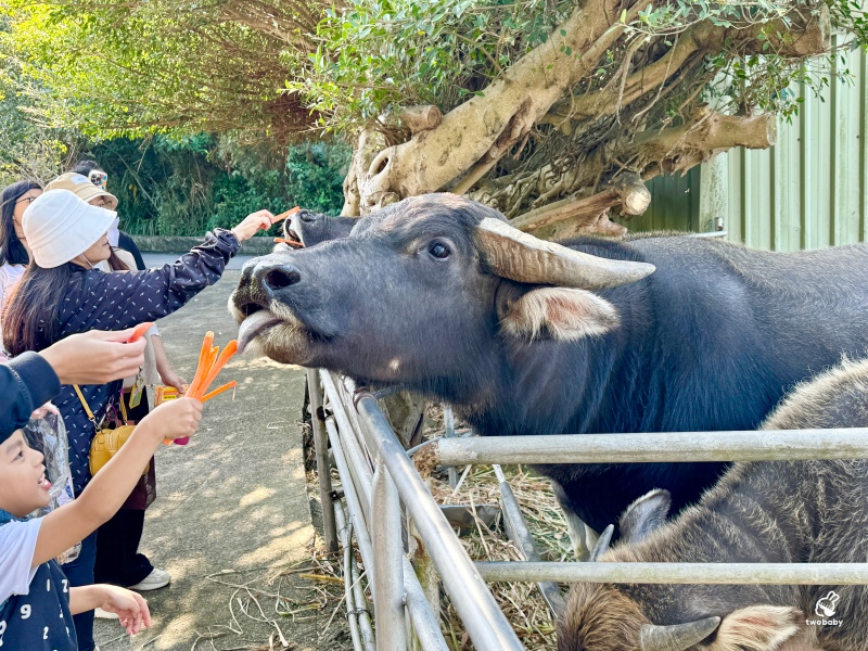 台灣山豬城  隱藏於山中的傳統台菜餐廳 園區裡超過10幾種動物免費參觀，猶如小型動物園！ @兔貝比的菲比尋嚐
