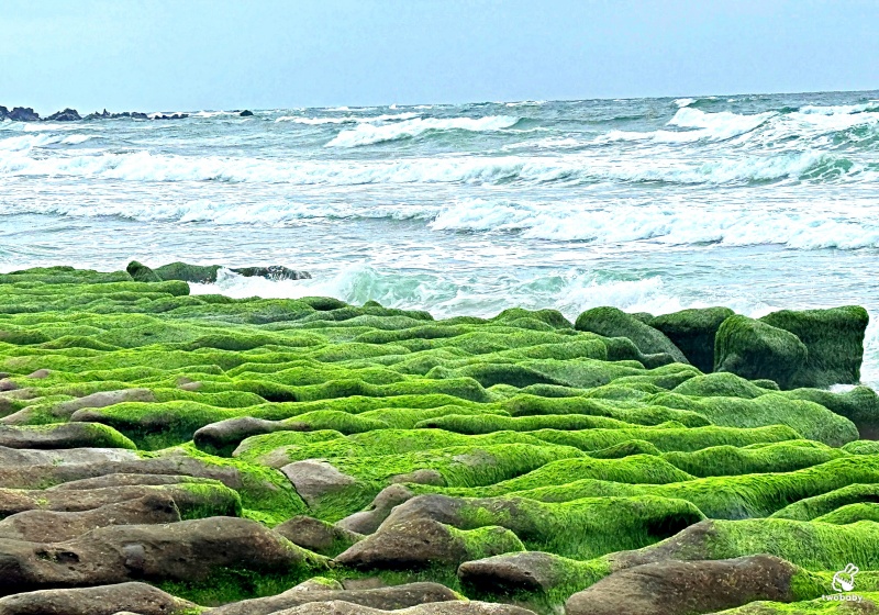 石門老梅綠石槽 全台唯一 北海岸春季限定宛如天然的抹茶地毯！ @兔貝比的菲比尋嚐