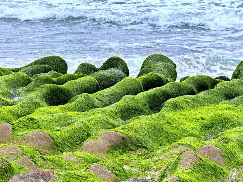 石門老梅綠石槽 全台唯一北海岸春季限定 渾然天成的抹茶地毯！ @兔貝比的菲比尋嚐