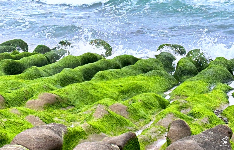 石門老梅綠石槽 全台唯一北海岸春季限定 渾然天成的抹茶地毯！ @兔貝比的菲比尋嚐