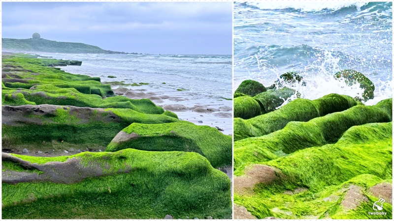 石門老梅綠石槽 全台唯一 北海岸春季限定宛如天然的抹茶地毯！ @嘿!部落!