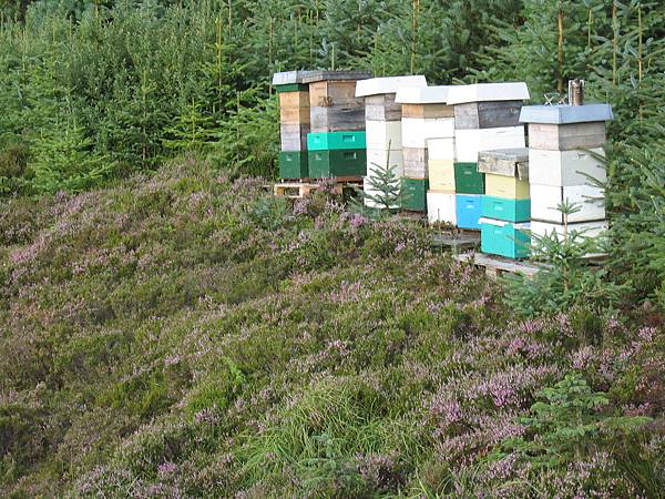 【宅配】挪威本鹿島Snill Bie蜂蜜 來自大自然的極品美饌 天然純淨野生蜂蜜無污染零添加 家庭必備的聖品！ @兔貝比的菲比尋嚐