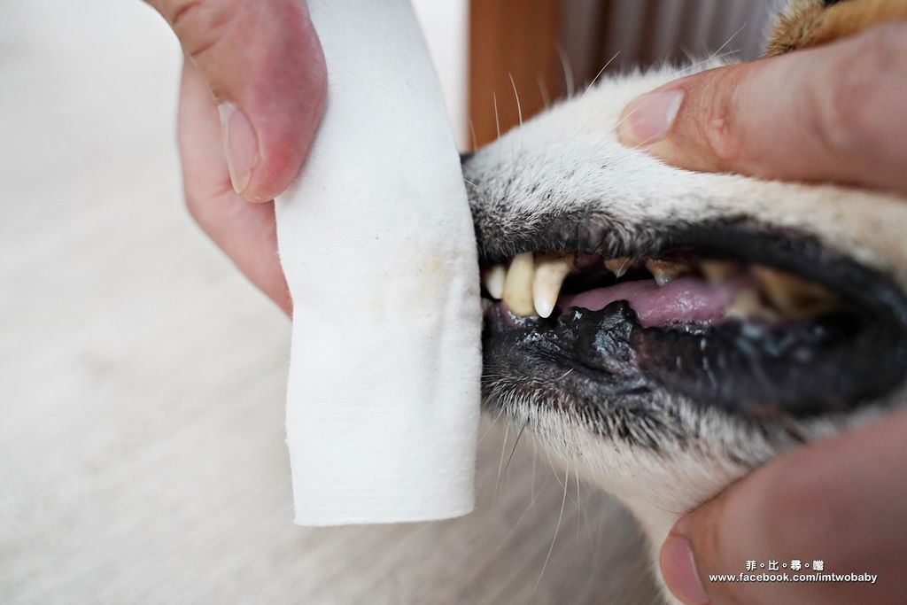 沒有臭！滅菌液-狗寶貝專用+醫療潔牙凝露 寵物居家清潔/牙齒保健 改善氣味還你香香狗！ @兔貝比的菲比尋嚐